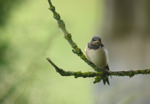 Hirondelle rustique 12
