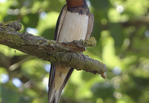 Hirondelle rustique 16