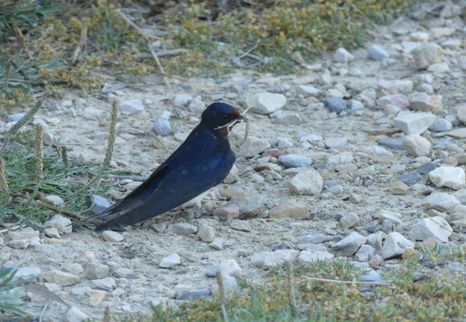 Hirondelle rustique 17 P1050274