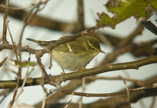 Phylloscopidae
