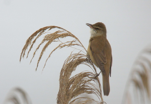 Acrocephalidae