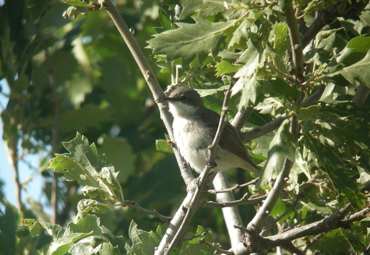 Sylviidae