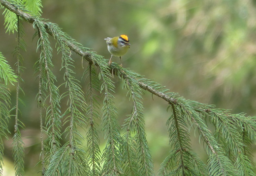 Regulidae