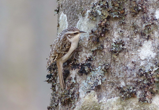 Certhiidae