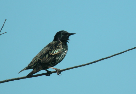 Sturnidae