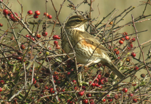 Turdidae