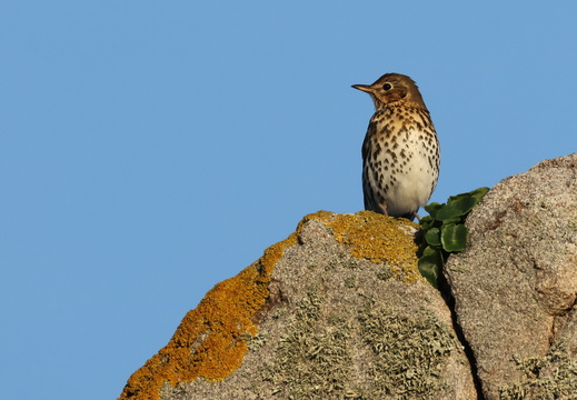 Oiseaux