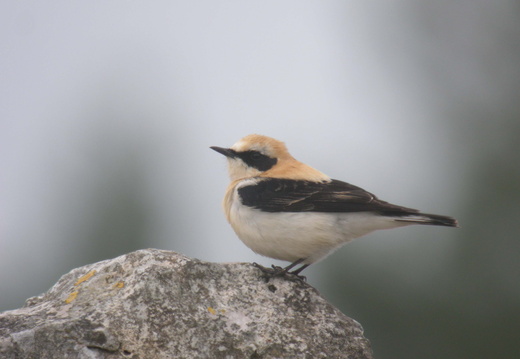Muscicapidae