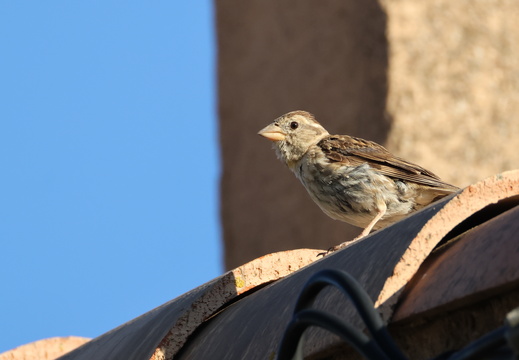 Passeridae