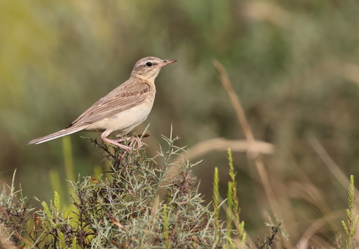 Passeriformes