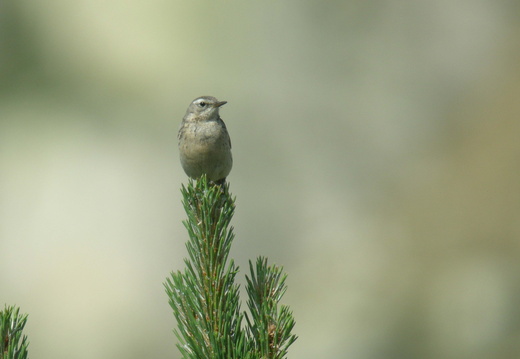 Motacillidae