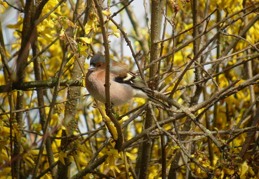 Pinson des arbres 5