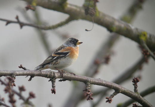 Fringillidae