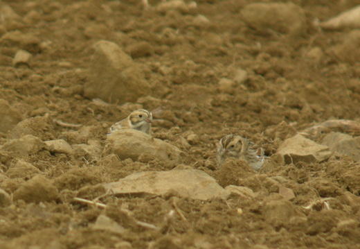 Calcariidae