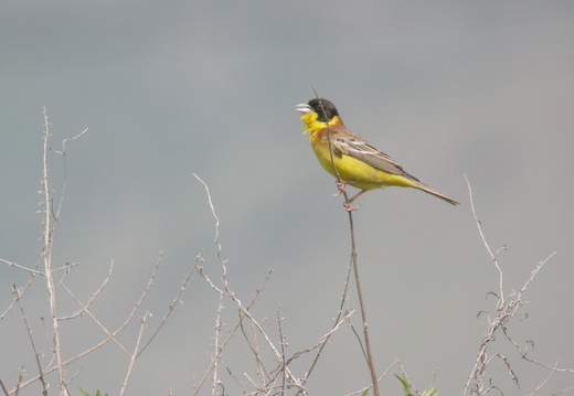 Emberizidae