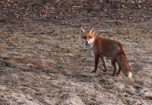 Renard roux 11 1Q2A0551