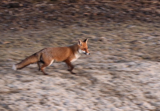 Renard roux 12 1Q2A0570