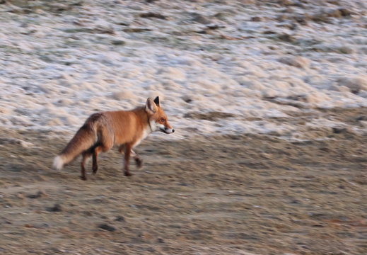 Renard roux 13 1Q2A0610