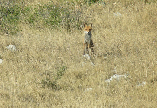 Renard roux 2