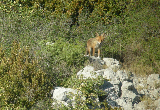 Renard roux 3
