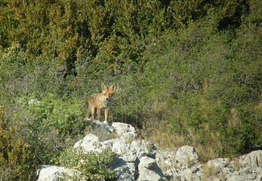 Renard roux 4