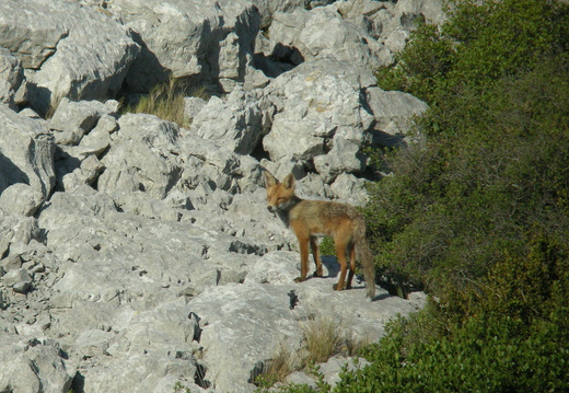 Renard roux 5