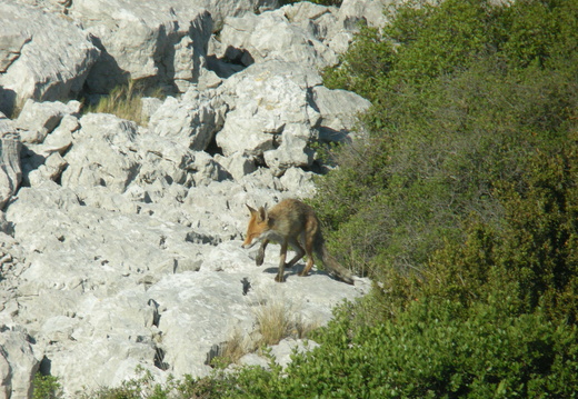 Renard roux 6