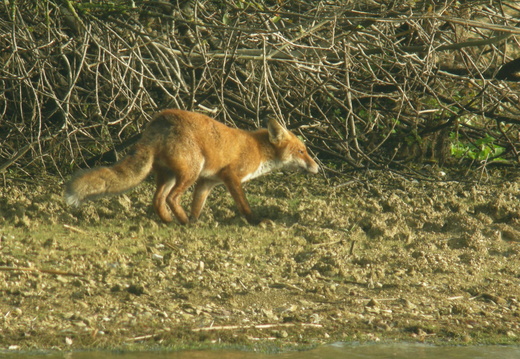 Renard roux 7 DSCN1162