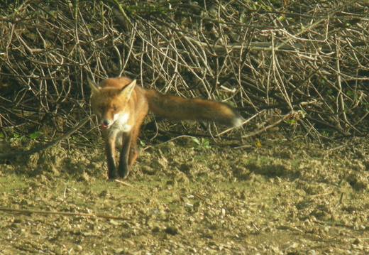 Renard roux 8 DSCN1163