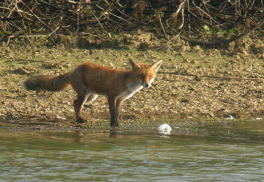 Renard roux 9 DSCN1165