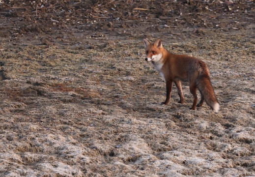 Renard roux 10 1Q2A0548