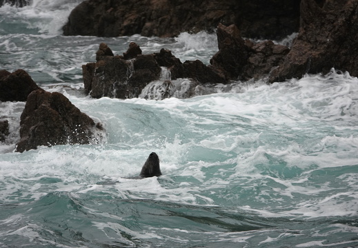 Phoque gris 003 DSC00027