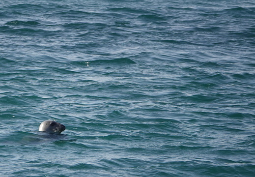Phoque gris 004 DSC00138