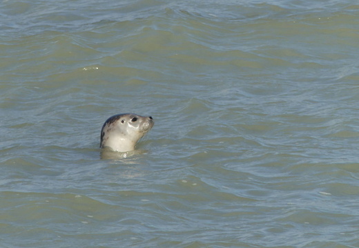 Phoque veau marin