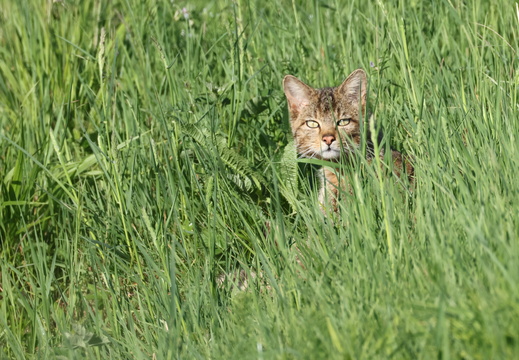 Chat forestier 003 1Q2A9686