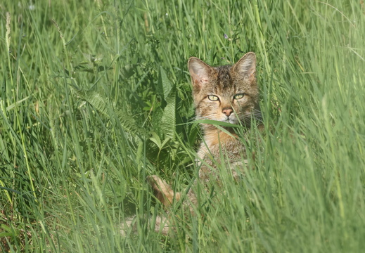 Chat forestier 004 1Q2A9720