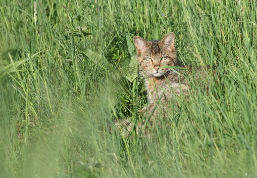 Chat forestier 005 1Q2A9805