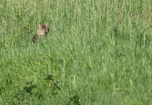 Chat forestier 002 1Q2A9597