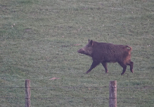 Sanglier