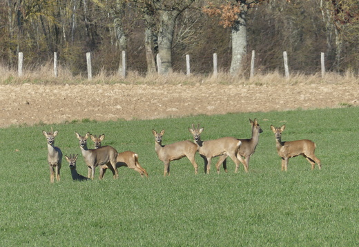 Chevreuil 27 P1180482