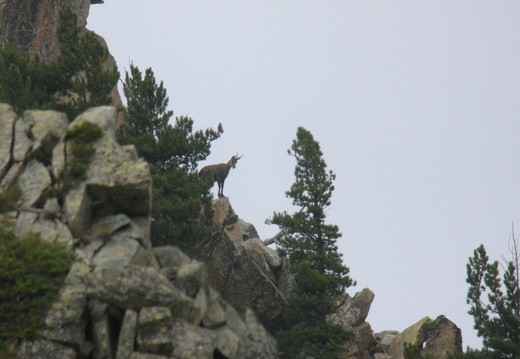 Chamois 001