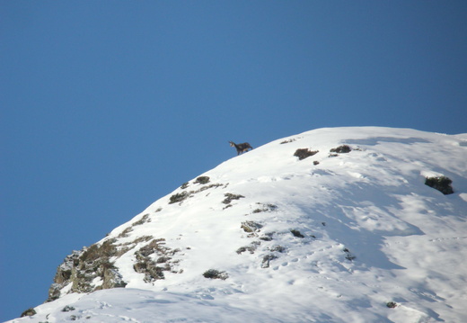 Isard 3