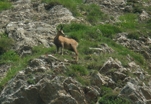 Isard
