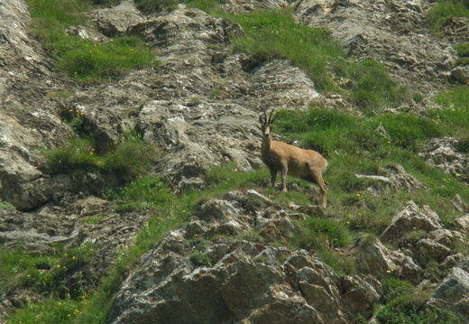 Isard 16 DSCN2751