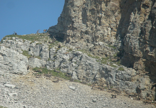 Bouquetin des Alpes 001