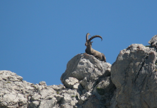 Bouquetin des Alpes
