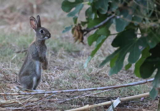 Lapin de garenne