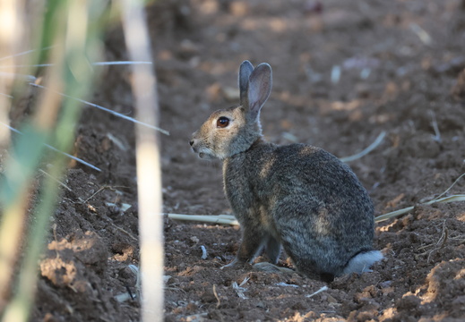 Lapin de garenne 8 1Q2A7617