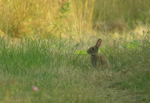 Lapin de garenne 2