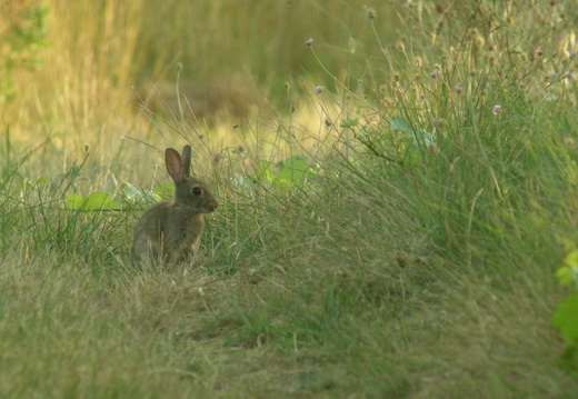 Lapin de garenne 3